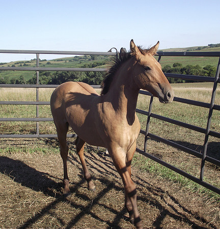 Double Diamond Ranch, Blair, Nebraska, Azteca and Andulasian Horses, breeder, breeders, colt, colts, foal, foals