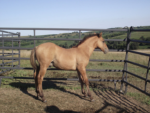 Double Diamond Ranch, Blair, Nebraska, Azteca and Andulasian Horses, breeder, breeders, colt, colts, foal, foals