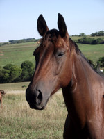 Double Diamond Ranch, Blair, Nebraska, Azteca and Andulasian Horses, breeder, breeders, colt, colts, foal, foals