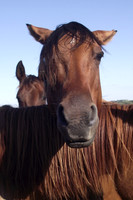 Double Diamond Ranch, Blair, Nebraska, Azteca and Andulasian Horses, breeder, breeders, colt, colts, foal, foals