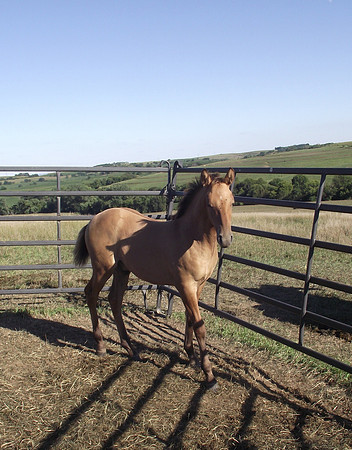 Double Diamond Ranch, Blair, Nebraska, Azteca and Andulasian Horses, breeder, breeders, colt, colts, foal, foals