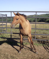 Double Diamond Ranch, Blair, Nebraska, Azteca and Andulasian Horses, breeder, breeders, colt, colts, foal, foals