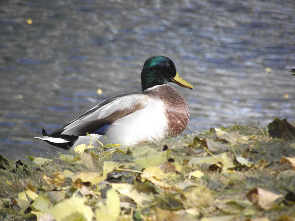 Mallard