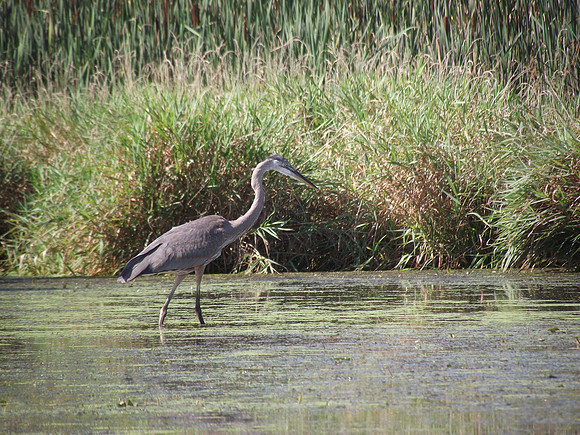Blue Heron