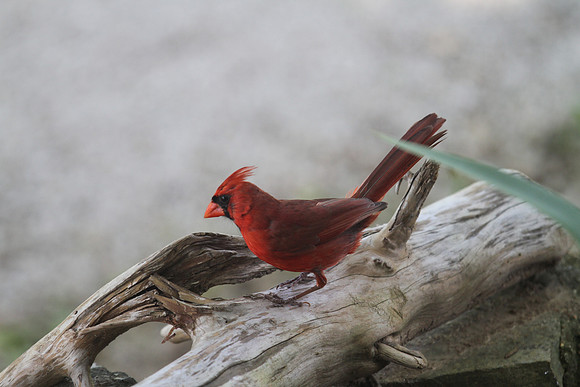 Cardinal
