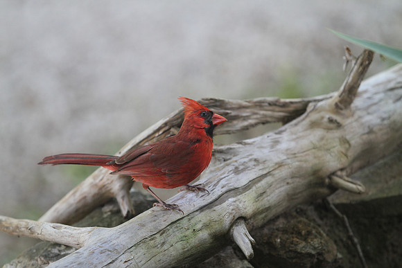 Cardinal