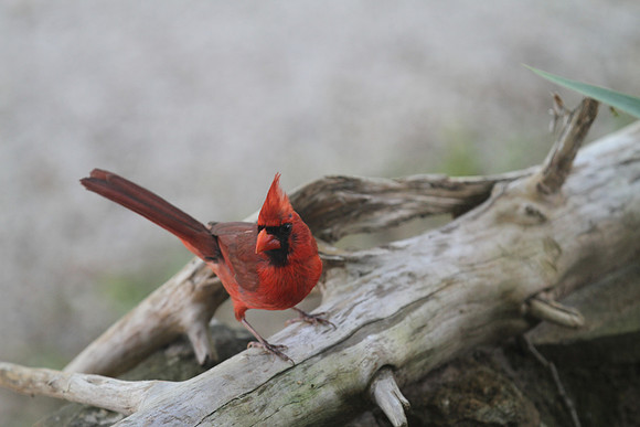 Cardinal