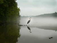 Blue Heron, Lake Taneycomo