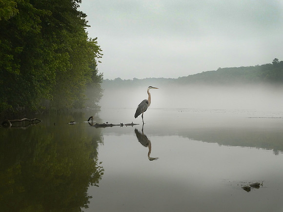 Blue Heron, Lake Taneycomo