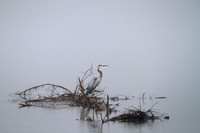 Blue Heron