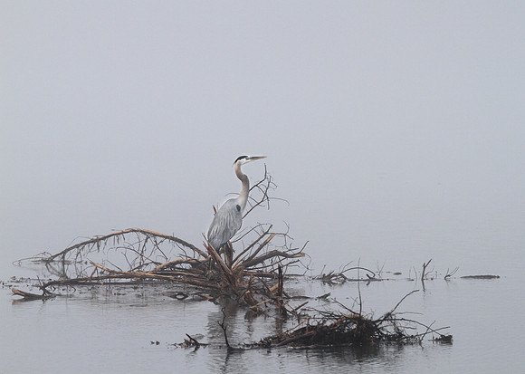 Blue Heron