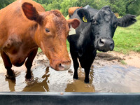 Cows closeup in mud puddle after heavy rain