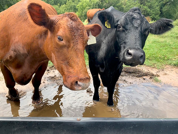 Cows closeup in mud puddle after heavy rain