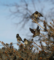 A bird in the bush...