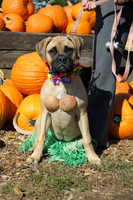 Friends of the Jeannette Hunt Animal Shelter doggy costume contest, fall of 2012