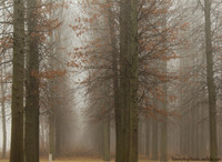 Foggy Nebraska Forest