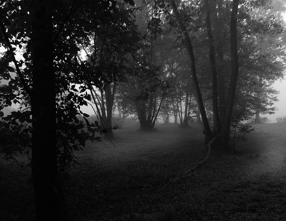 The lane in fog