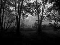 Ozark Fog