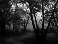 Ozark Fog 2