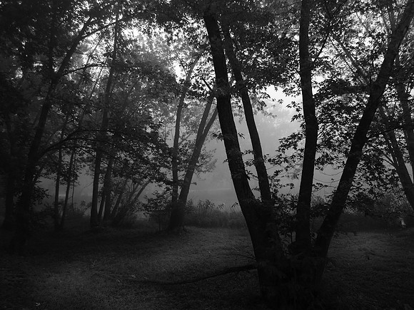Ozark Fog 2
