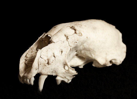 North American River Otter Skull