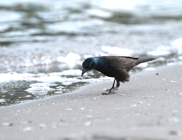 Common Grackle