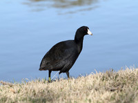 Coot at Eldorado Park in Scottsdale, AZ