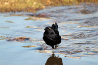 Great-tailed Grackle