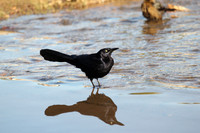 Great-tailed Grackle