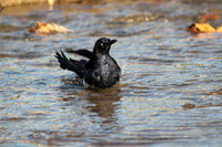 Great-tailed Grackle