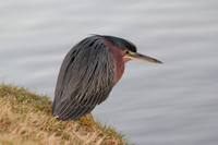 GREEN- BACKED HERON