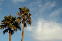 Palm Trees!