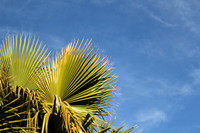 Palm Trees