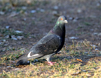 There were doves everywhere!