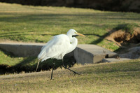 Great Egret at Eldorado Park