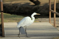 Great Egret at Eldorado Park