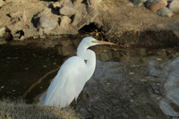 Great Egret at Eldorado Park