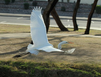 Great Egret at Eldorado Park
