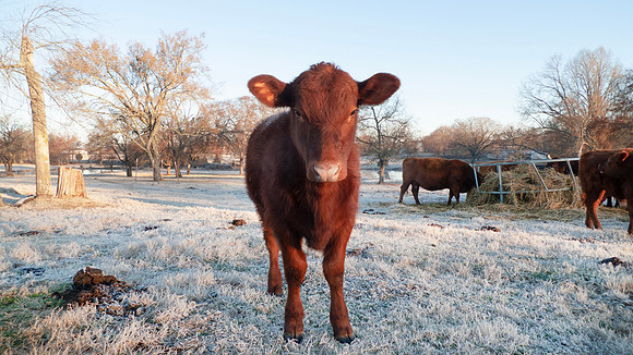 Calf in a winter pasture portrait of face, cold frosty morning,
