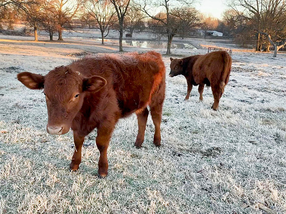 Cows in a frosty winter pasture, steer and heifer and cow