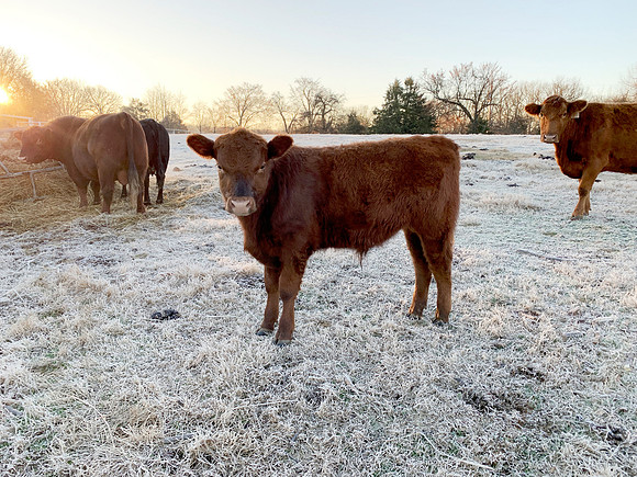 Cows eating hay in winter time with frosty morning