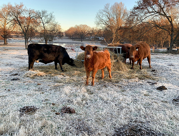 Cows eating hay in winter time with frosty morning