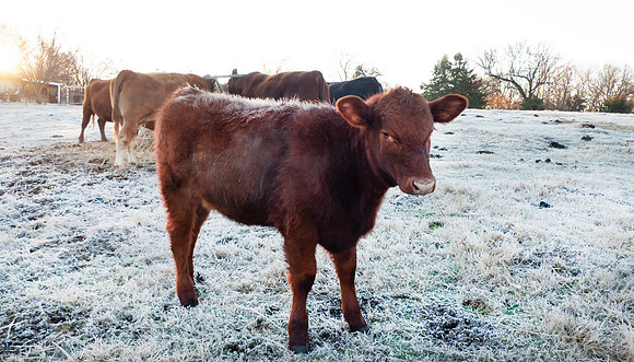 Heifer and cows in a winter pasture with frost on fur