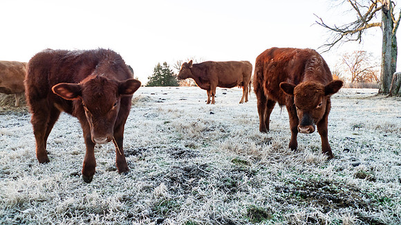 Cows in a frosty winter pasture, steer and heifer and cow