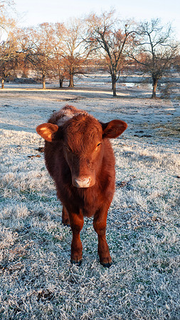 Calf in a winter pasture portrait of face, cold frosty morning