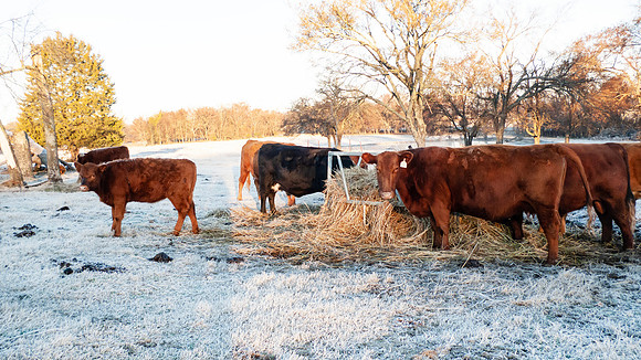 Cattle in a winter pasture eating hay on a frosty morning