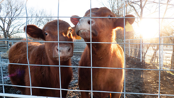 Calves in a fenced corral on a frosty winter morning with steam