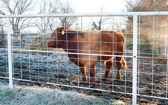 Calf in a fenced corral on a frosty winter morning with steam on