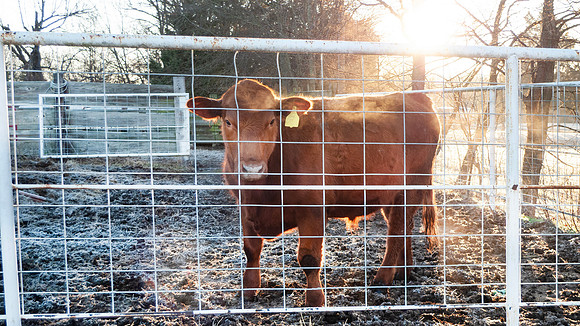 Calf in a fenced corral on a frosty winter morning with steam on
