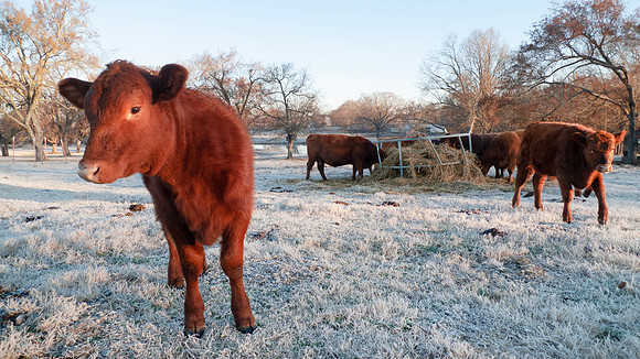 Cattle in a winter pasture eating hay on a frosty morning with c